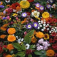 500 Seeds Wildflowers Japanese Mix Wild Flowers