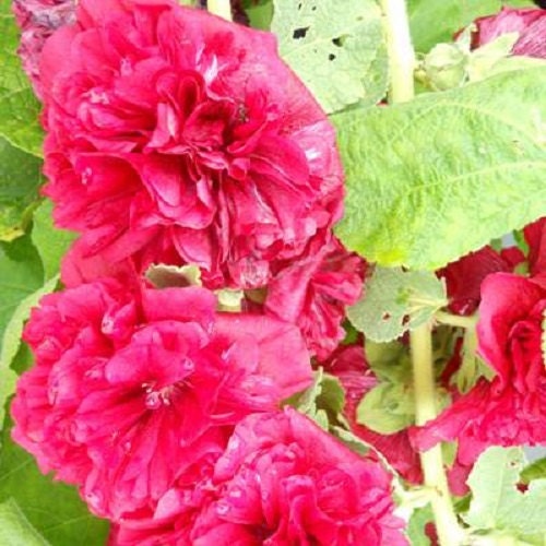 50 Seeds Hollyhock Chater Scarlet Holly Hock Seeds (Perennial)