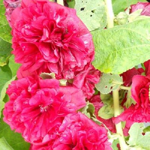 MPB#12 Seeds Hollyhock Chater Scarlet Holly Hock Seeds 50 Seeds (Perennial)