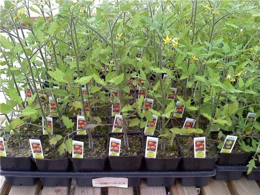 sunrise sauce tomato plant Sunrise Sauce | Tomato Seeds