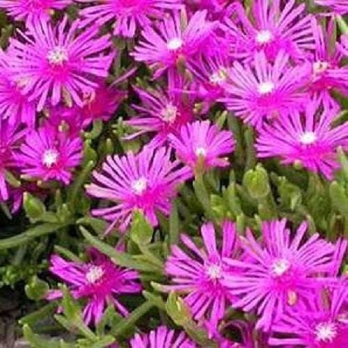 Ice Plant Table Mountain Delosperma Seeds Perennial Seeds 50 Pelleted Seeds