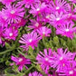 Ice Plant Table Mountain Delosperma Seeds Perennial Seeds 50 Pelleted Seeds