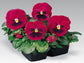 Pansy Seeds Inspire Carmine With Blotch 50 FLOWER SEEDS