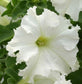 50 Pelleted Petunia Seeds Frillytunia White Improved frilly tunia