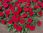 50 Pelleted Seeds Logro Red Petunia Seeds Large Flowers