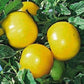 Tomato Seeds 25 Lemon Boy Yellow Tomato Seeds
