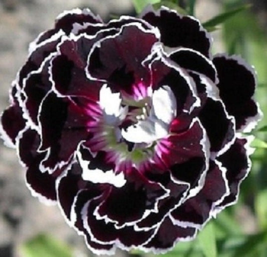 Dianthus Seeds 50 Velvet N Lace Flower Seeds