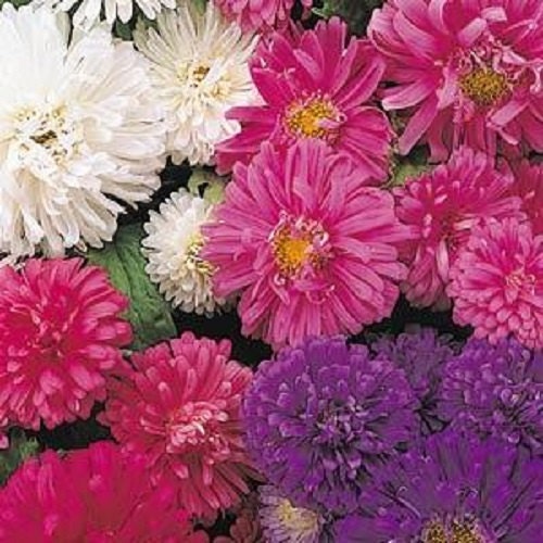 Aster Seeds Pot & Patio Mix Short Aster 100 Seeds