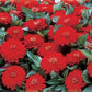 50 Zinnia Seeds Dreamland Red FLOWER SEEDS
