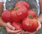 Mexico Tomato Seeds Giant Tomato 50 Heirloom Tomato Seeds