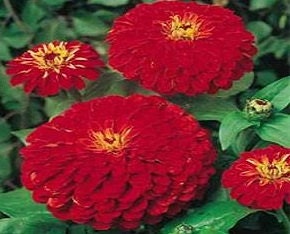 100 Zinnia Seeds Cherry Queen Elegans Seeds Flower Seeds