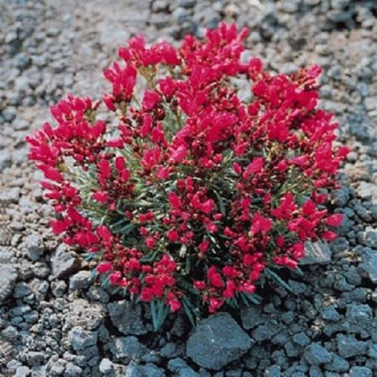 500 Purslane Seeds Rock Calandrinia Umbelleta Ruby Tuesday