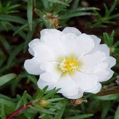 500 Portulaca Seeds Moss Rose White Portulacea FLOWER SEEDS