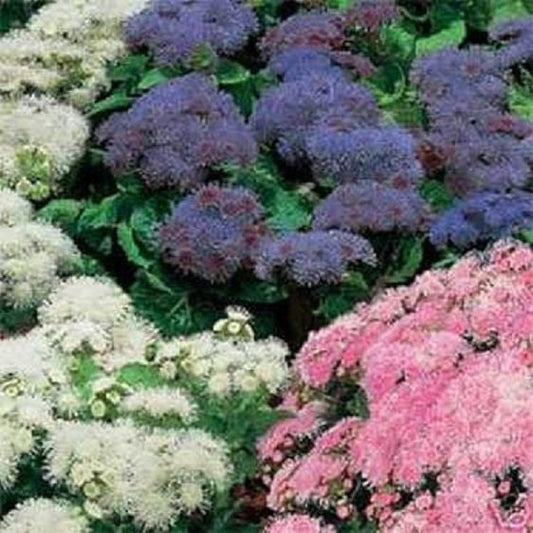 500 Ageratum Seeds Mexicanum Mix
