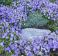 500 Bellflower Seeds Campanula Seeds Canterbury Blue Seeds
