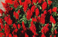 50 Celosia Seeds Plumed Kimono Scarlet Seeds