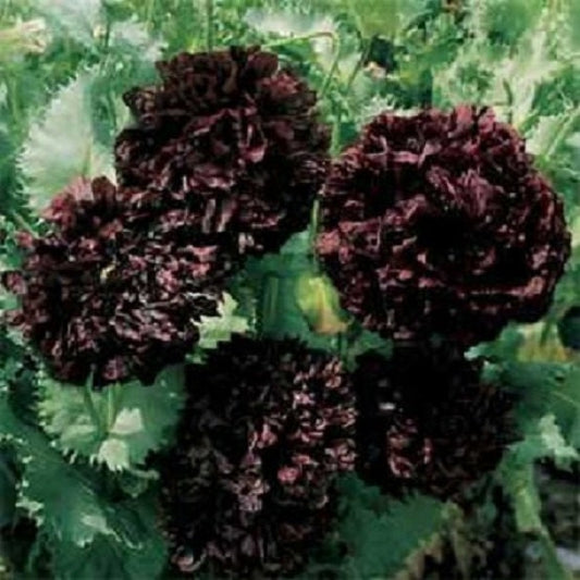 500 Poppy Seeds Black Peony Poppy Seeds (ANNUAL)