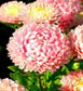 50 Peony Aster Seeds Duchess Pink Aster Cut Flower