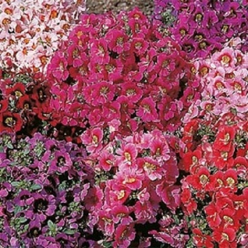 500 Butterfly Flower Seeds Angel Wings Mix FLOWER SEEDS