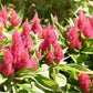 50 Celosia Seeds Colours Pink