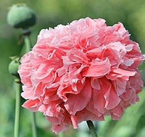 500 Poppy Seeds Peony Salmon FLOWER SEEDS