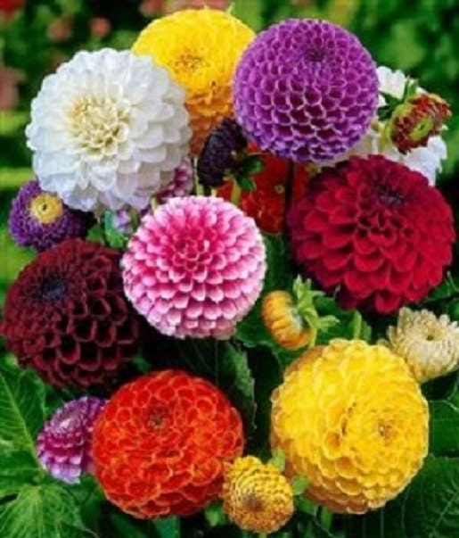 50 Dahlia Seeds Pom Pom Mix Dahlias Seeds Flower Seeds