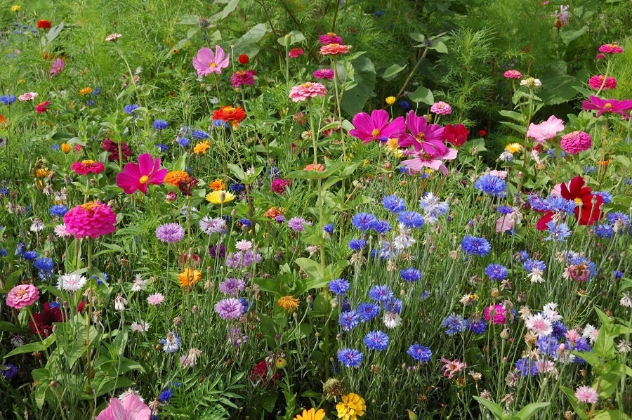 pnw wildflower seed mix 2,000 Seeds Wildflower Mix Seeds Pacific Northwest Wildflower – trailingpetunia.com