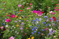 2,000 Seeds Wildflower Mix Seeds Pacific Northwest Wildflower
