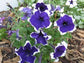 50 Pelleted Petunias Seeds Frost Blue Upright Petunia