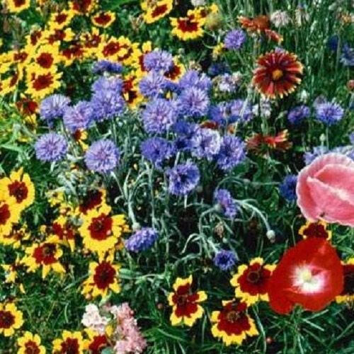 2,000 Wildflower Seeds Western Wildflower Mix Flower Seed Mix