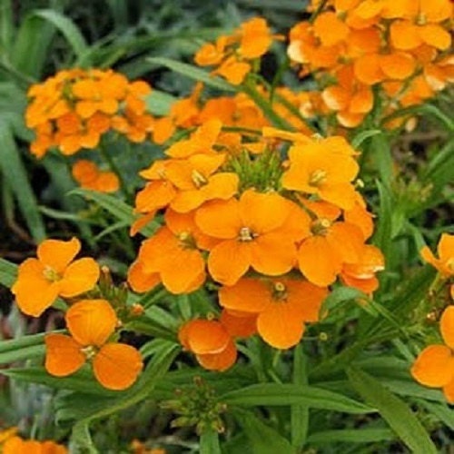 250 Wallflower Seeds Siberian Wallflower