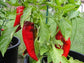 50 Pepper Seeds Corno DiTorro Rosso Red Sweet Pepper Seeds