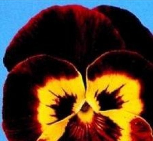 50 Pansy Joker Mahogany Gold Pansy Seeds