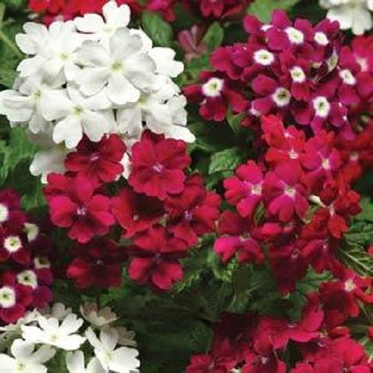 50 Seeds Verbena Quartz XP Merlot Mix Verbena Seeds
