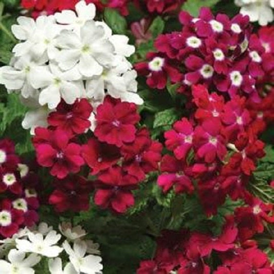 50 Seeds Verbena Quartz XP Merlot Mix Verbena Seeds