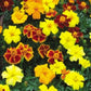 50 Marigold Seeds French Disco Mix Detailed PLANT SEEDS