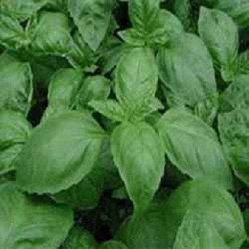 5,000 Basil Seeds Italian Large Leaf Seeds