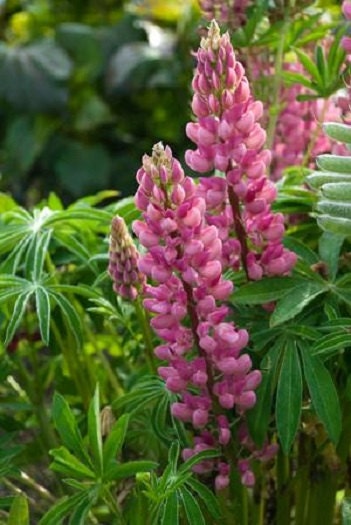 25 Lupine Seeds Popsicle Pink Buy Flower Seeds