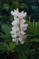 50 Lupine Seeds Popsicle White Buy Flower Seeds