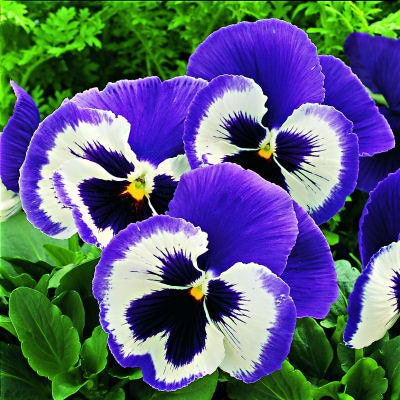 50 Pansy Seeds Character Blue Mariner