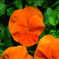50 Pansy Seeds Character Clear Orange Flower Seeds