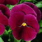 50 Pansy Seeds Character Clear Rose FLOWER SEEDS