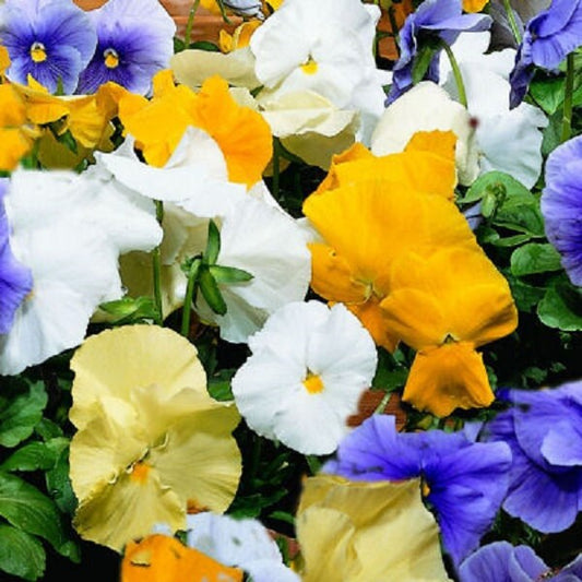50 Pansy Seeds Character Surf Mix