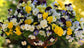15 Seeds Pansy Cool Wave® Mix (HANGING PANSY)