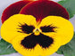50 Pansy Seeds Massive Yellow Tricolor LARGE BLOOMS