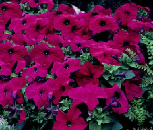50 Pelleted Seeds Logro Violet Petunia Seeds Large Flowers