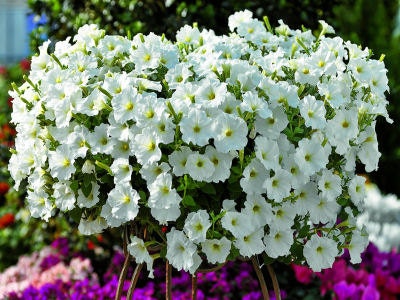 Petunia Seeds 25 Pelleted Seeds Ramblin White Trailing Petunia