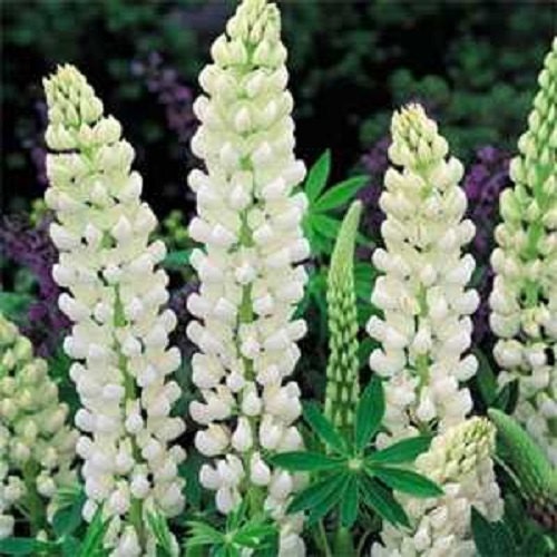 50 Lupine Seeds Russell Noble Maiden Seeds