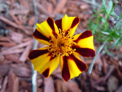 50 Marigold Seeds Mr. Majestic Marigold Seeds