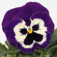 50 Pansy Seeds Character Purple Mariner